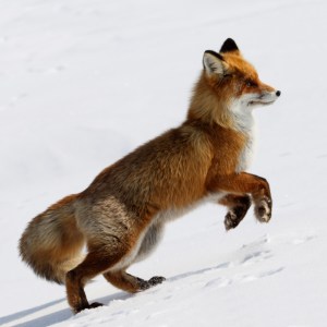 fox in snow