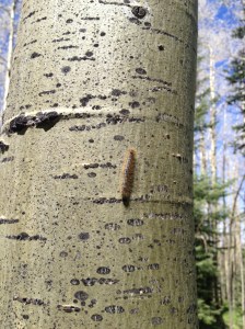tent caterpillar