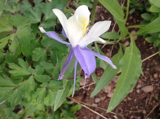 Colorado Columbine