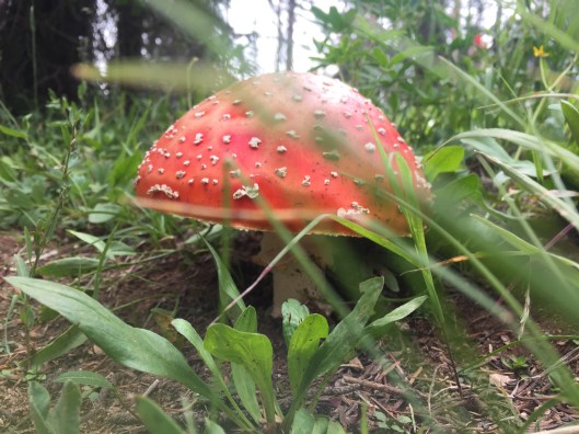 fly agaric profile