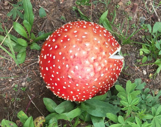 fly agaric top