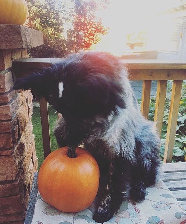 meeko n pumpkin
